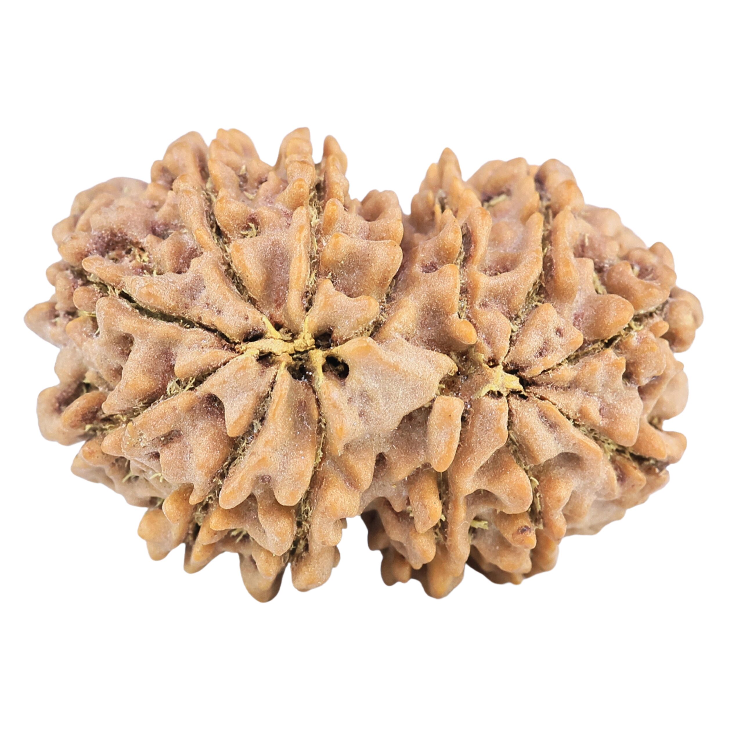 13 Mukhi Gaurishankar 31.2mm 6.88gm - Rudraksha back