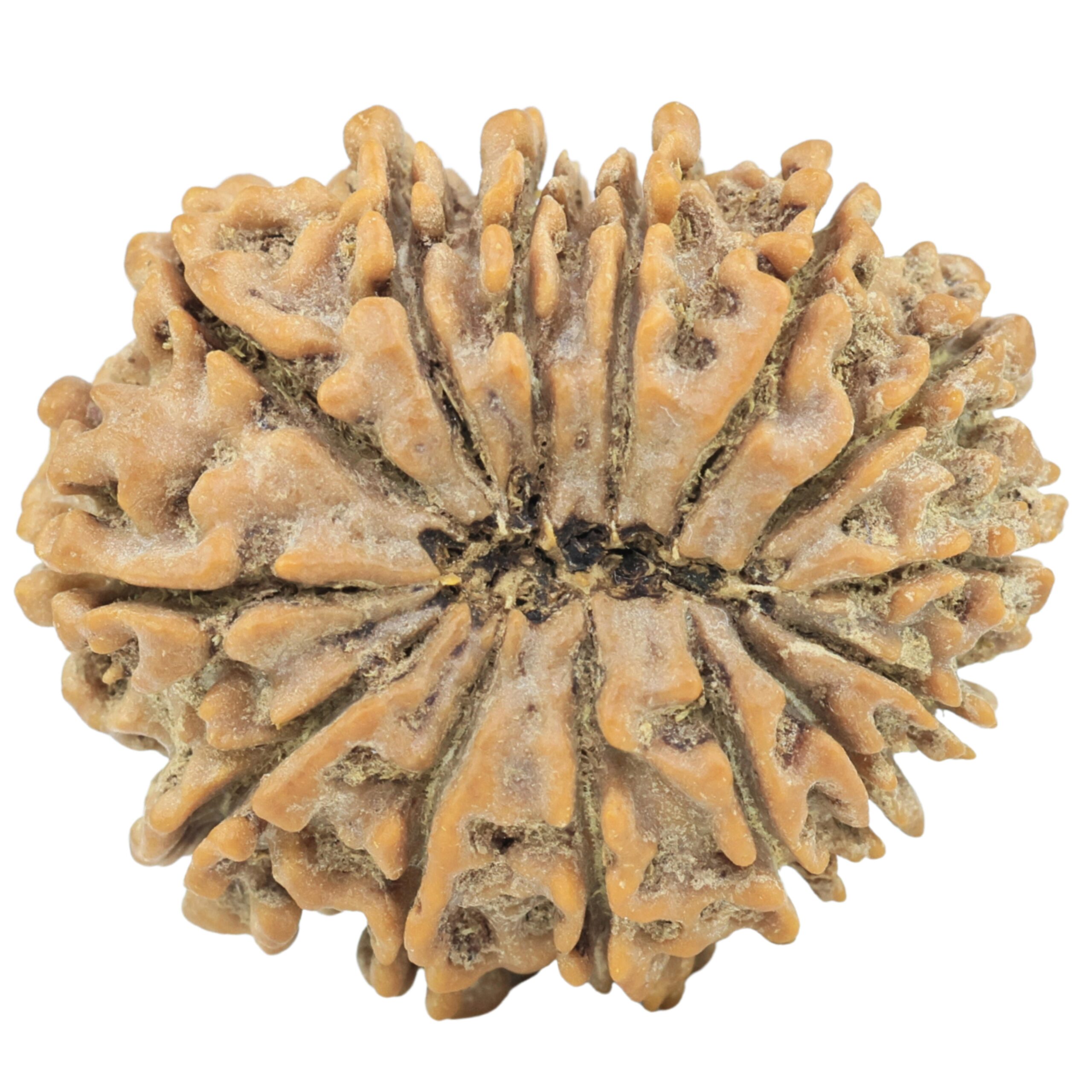 14 Mukhi Rudraksha 26.9mm 4.74gm - Rudraksha back