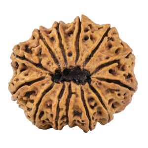 13 Mukhi Rudraksha 33.6mm 8gm - Rudraksha back
