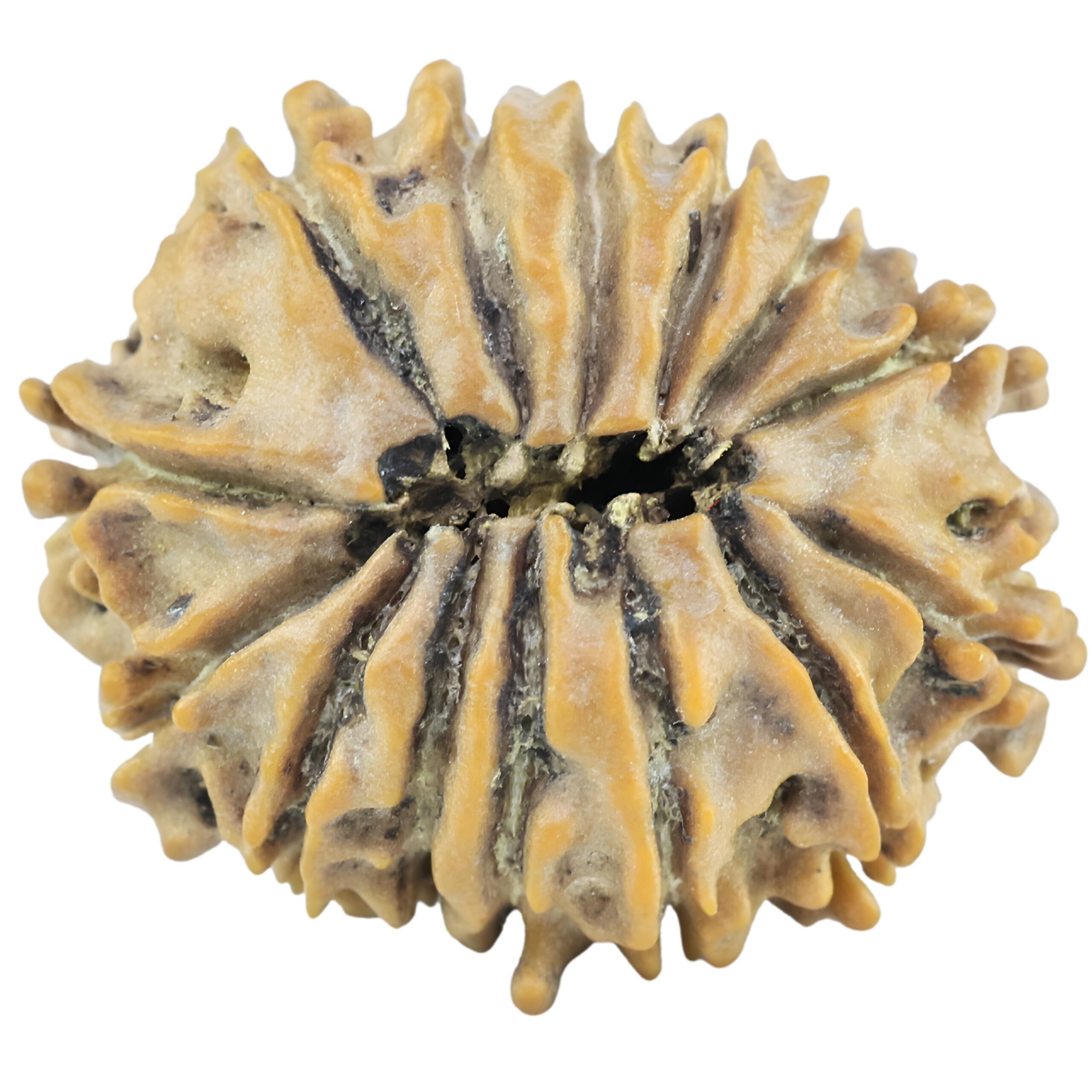 14 Mukhi Rudraksha 22.5mm 2.66gm - Rudraksha back