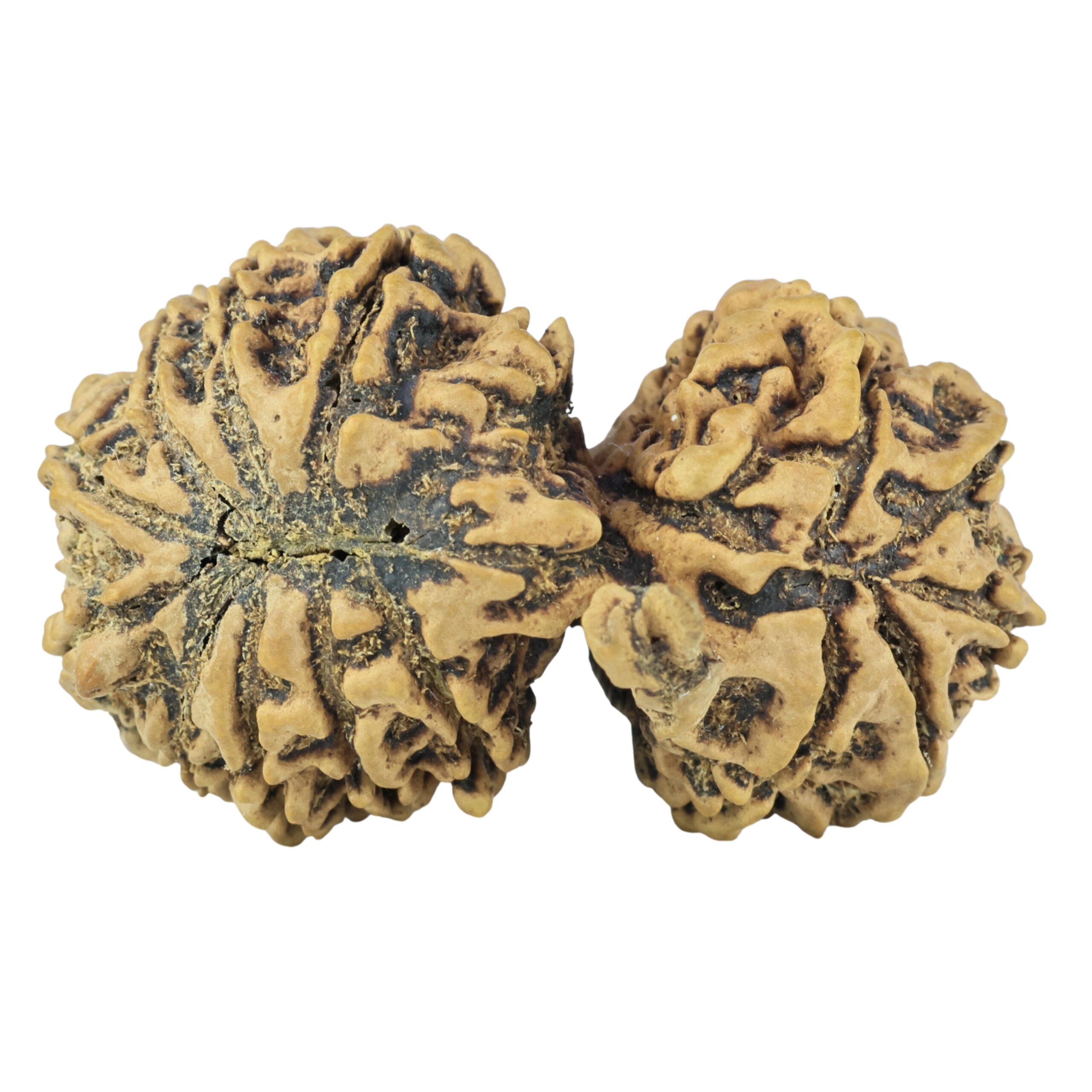 14 Mukhi Gaurishankar 45.2mm 10.69gm - Rudraksha back