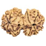 13 Mukhi Gaurishankar 29.8mm 3.76gm - Rudraksha back
