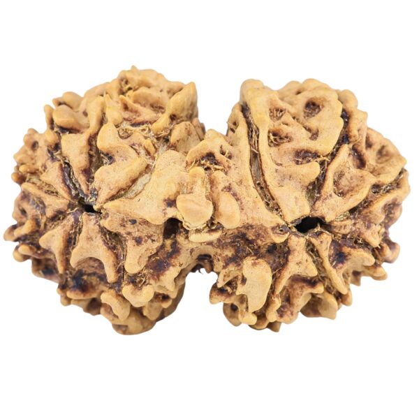 13 Mukhi Gaurishankar 29.8mm 3.76gm - Rudraksha back
