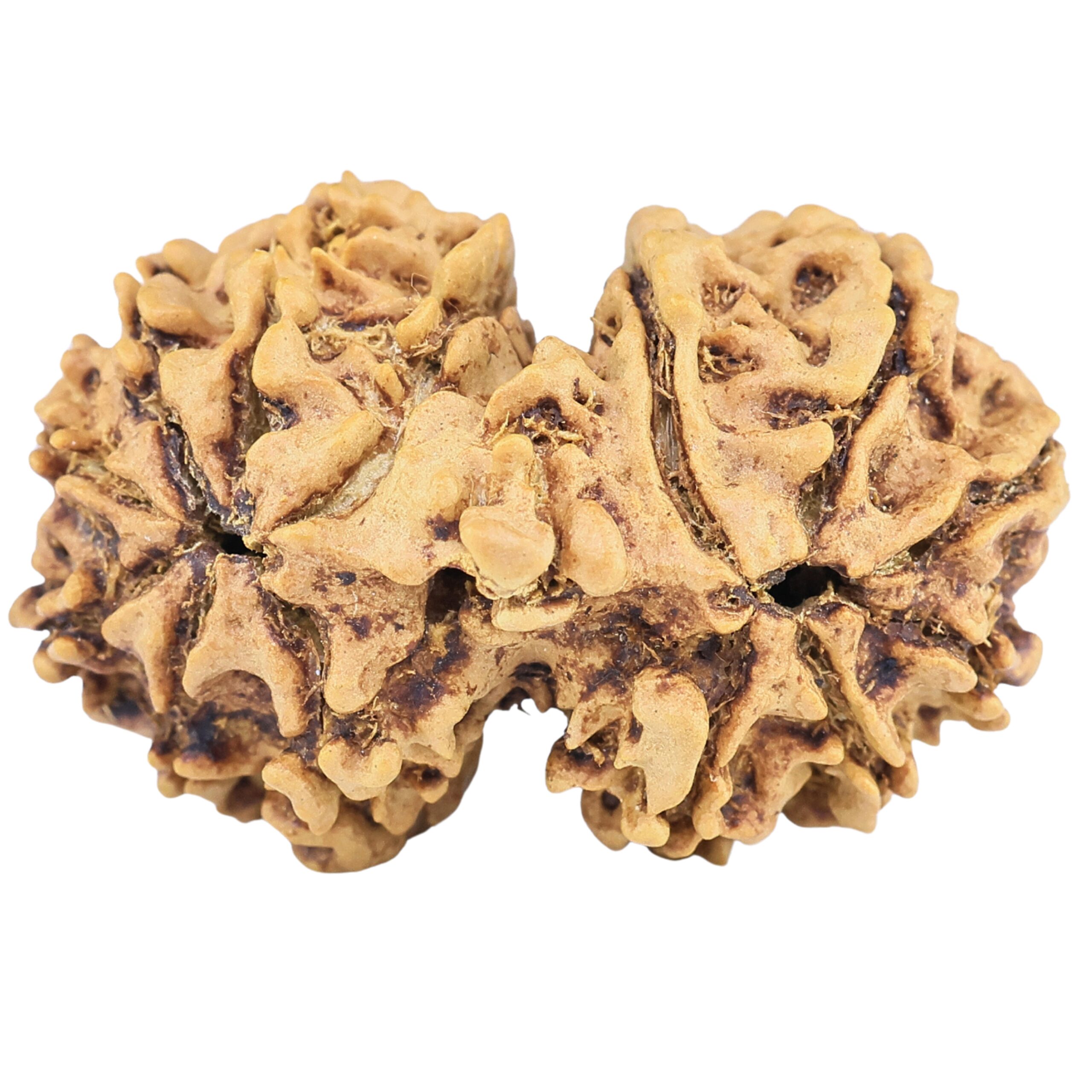 13 Mukhi Gaurishankar 29.8mm 3.76gm - Rudraksha back