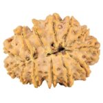 13 Mukhi Rudraksha 35mm 7.37gm - Rudraksha back