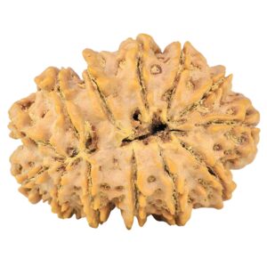 13 Mukhi Rudraksha 35mm 7.37gm - Rudraksha back