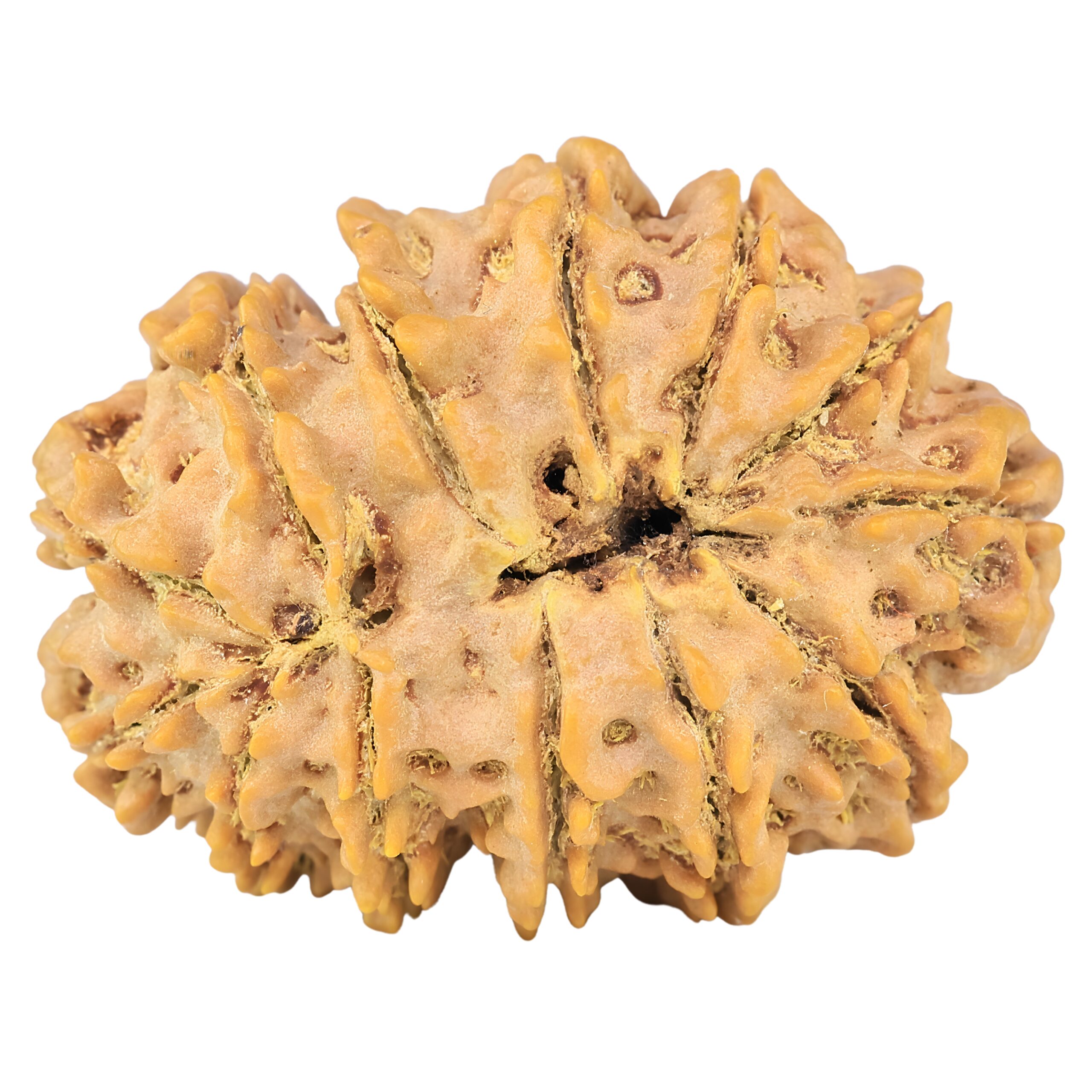 13 Mukhi Rudraksha 35mm 7.37gm - Rudraksha back
