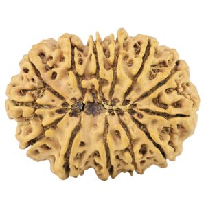 13 Mukhi Rudraksha 31.3mm 5.17gm - Rudraksha back