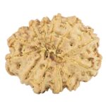 12 Mukhi Rudraksha 27.4mm 4.11gm - Rudraksha back