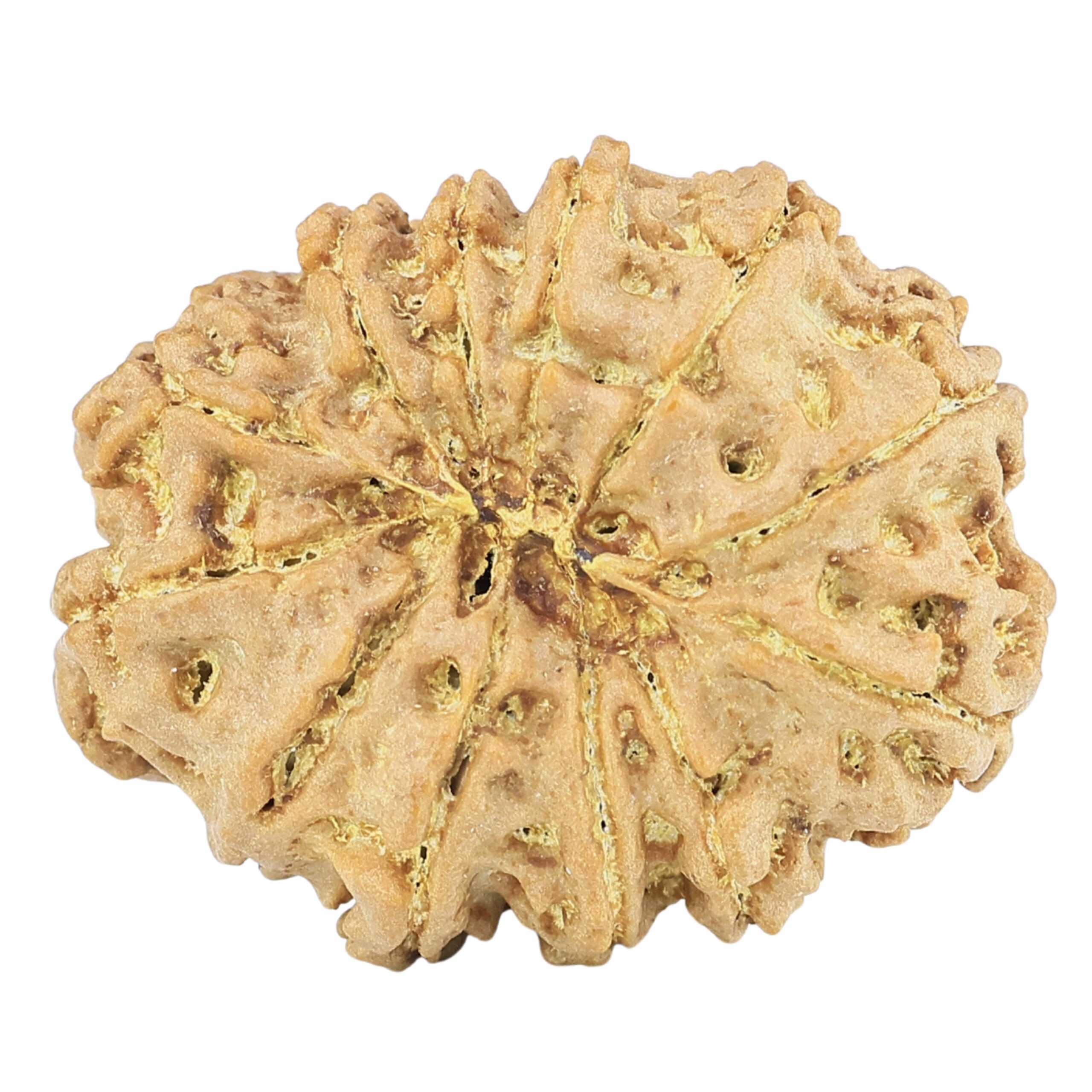 12 Mukhi Rudraksha 27.4mm 4.11gm - Rudraksha back