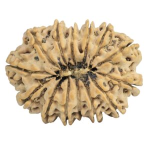 14 Mukhi Rudraksha 34mm 6.93gm - Rudraksha back