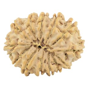 13 Mukhi Rudraksha 29.3mm 5gm - Rudraksha back