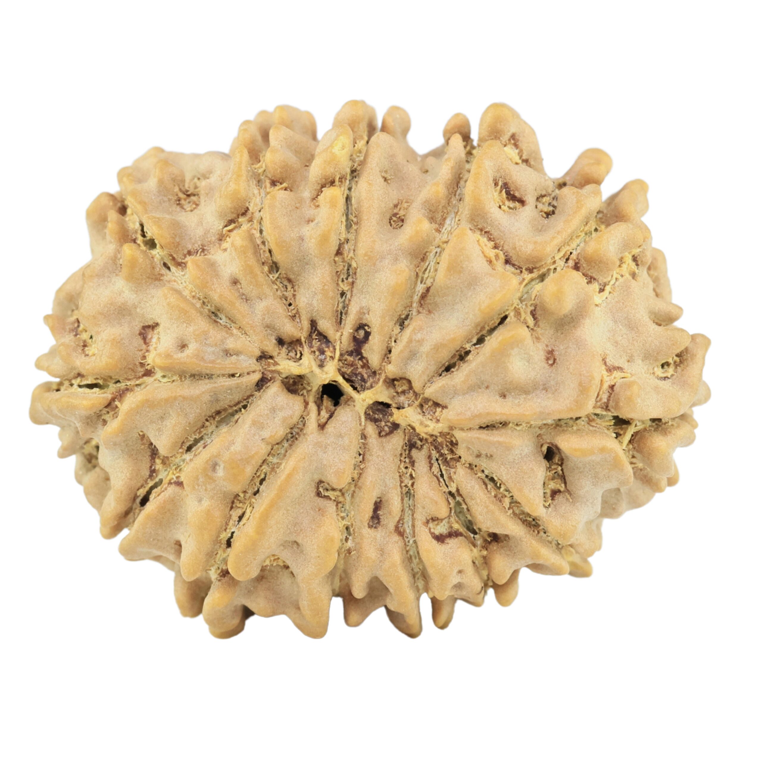 13 Mukhi Rudraksha 29.3mm 5gm - Rudraksha back