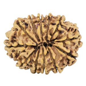 12 Mukhi Rudraksha 28.4mm 3.91gm - Rudraksha back