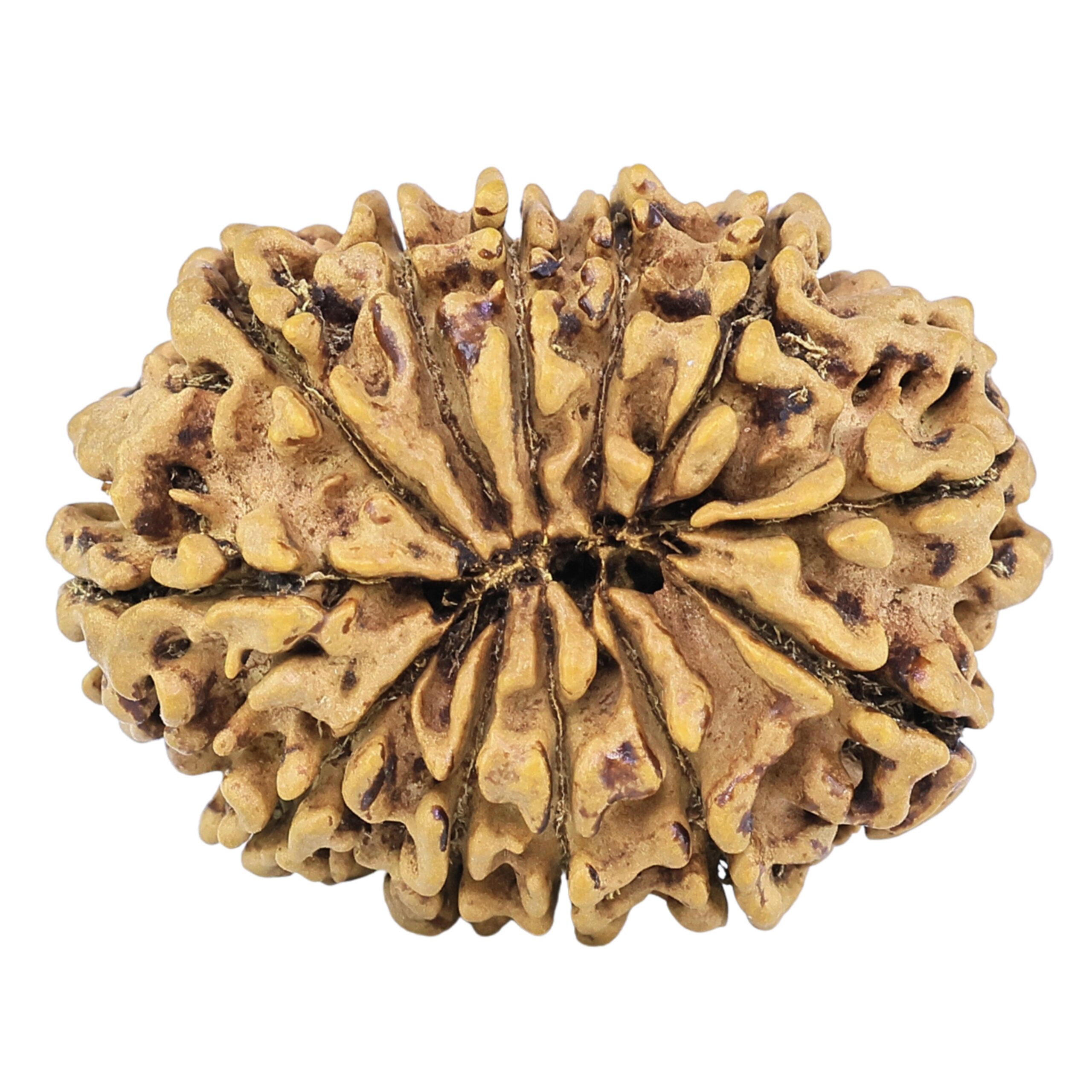 12 Mukhi Rudraksha 28.4mm 3.91gm - Rudraksha back