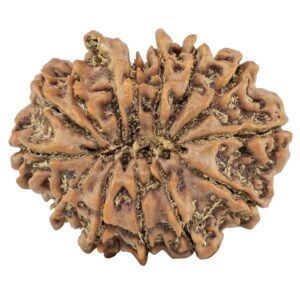 13 Mukhi Ganesh 27.9mm 4.82gm - Rudraksha back