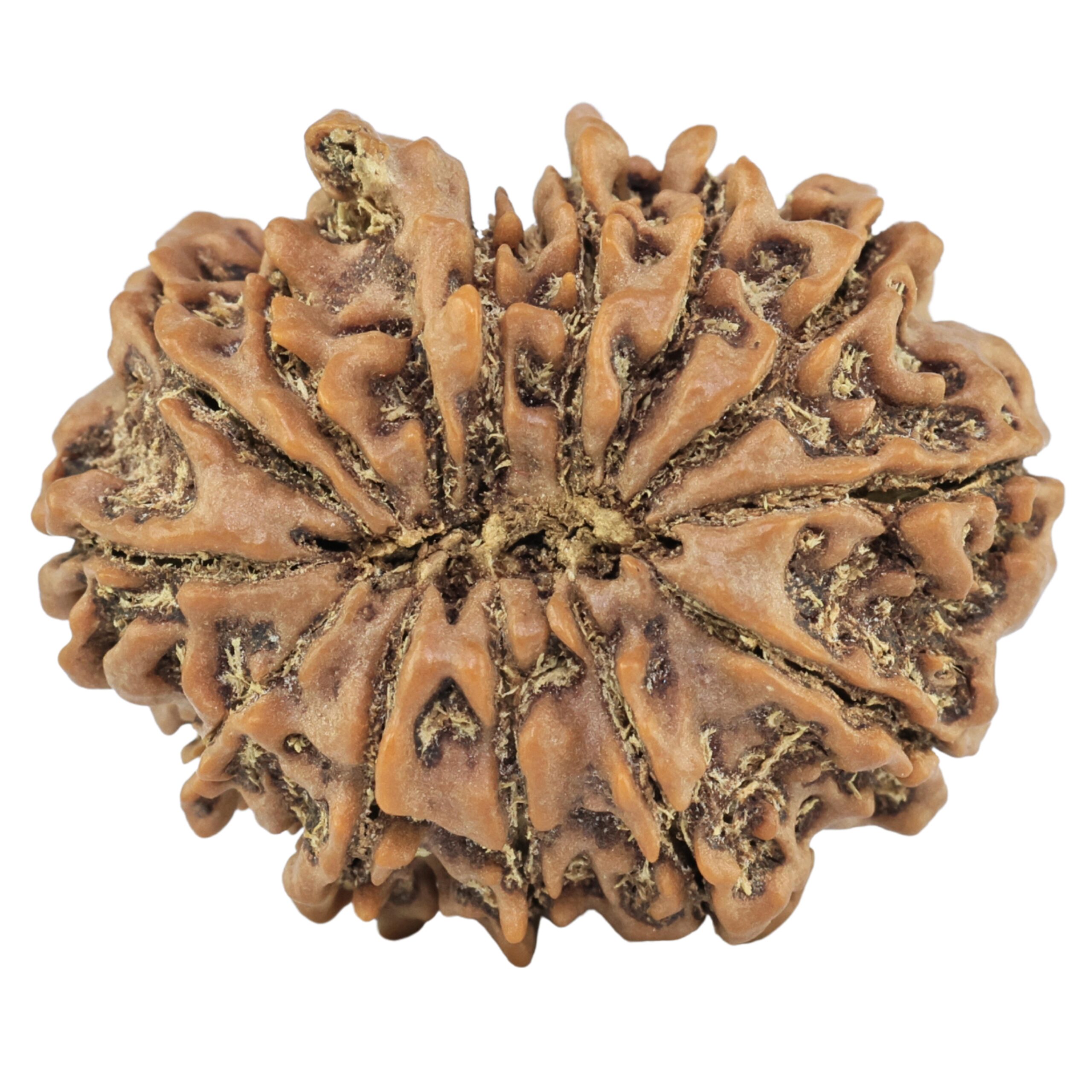 13 Mukhi Ganesh 27.9mm 4.82gm - Rudraksha back