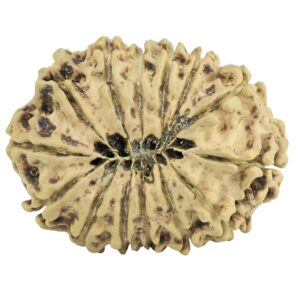14 Mukhi Rudraksha 27.3mm 3.24gm - Rudraksha back