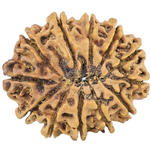 12 Mukhi Rudraksha 26.7mm 3.38gm - Rudraksha back