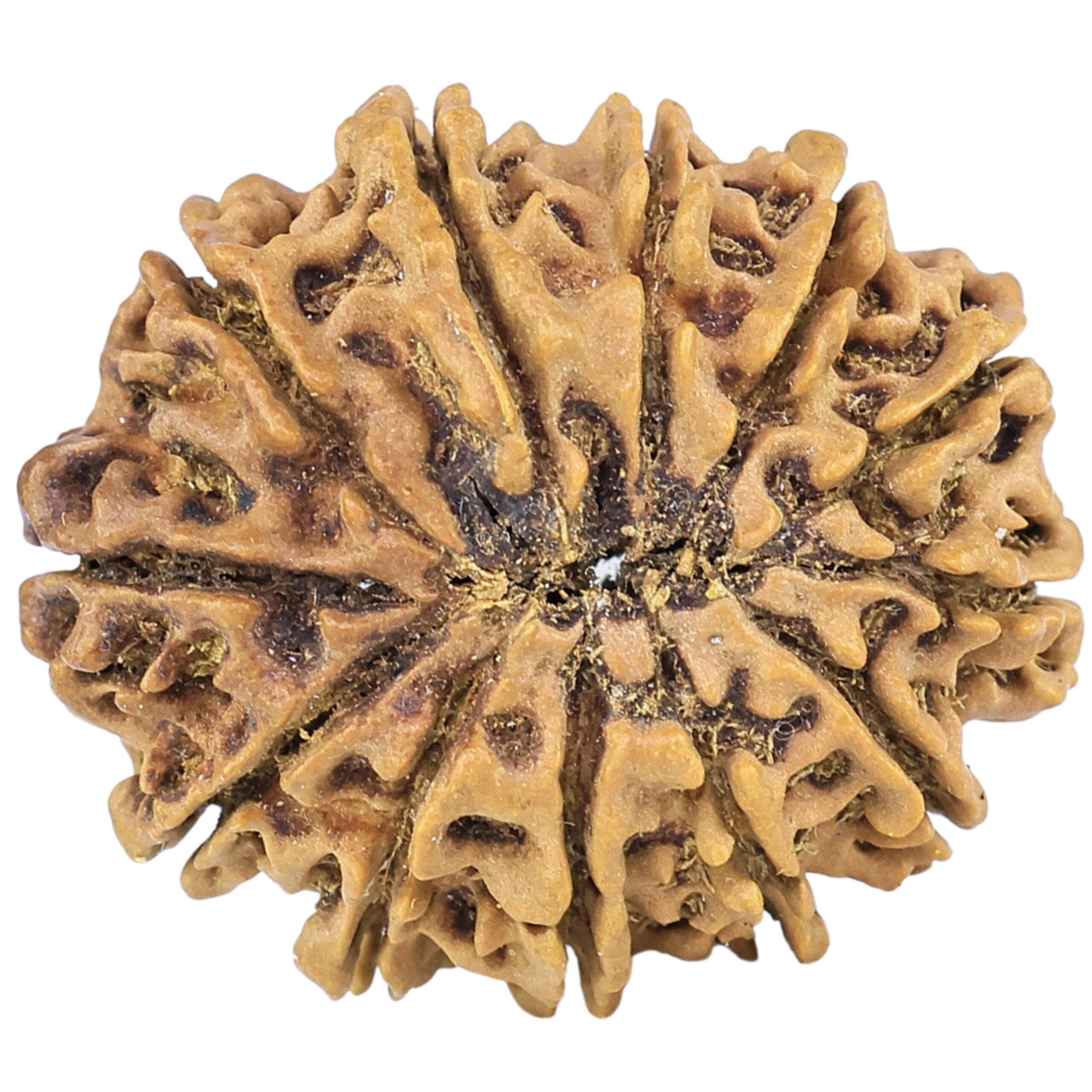 12 Mukhi Rudraksha 26.7mm 3.38gm - Rudraksha back