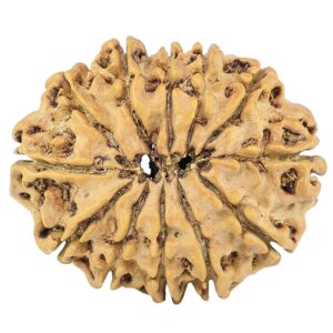 12 Mukhi Rudraksha 26.8mm 3.58gm - Rudraksha back