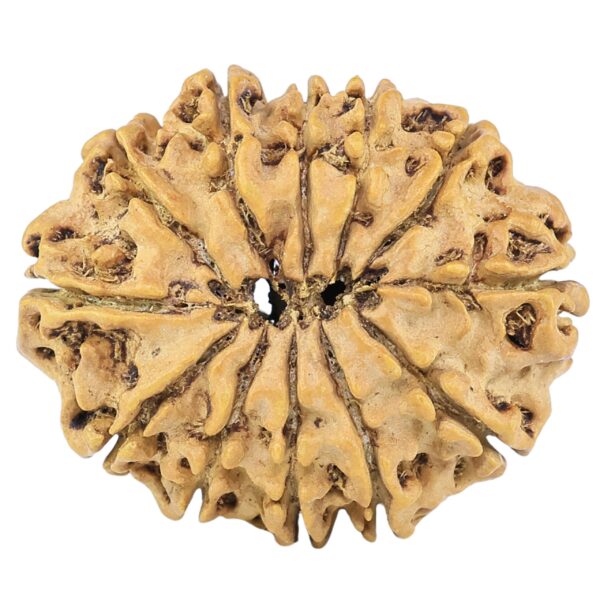 12 Mukhi Rudraksha 26.8mm 3.58gm - Rudraksha back