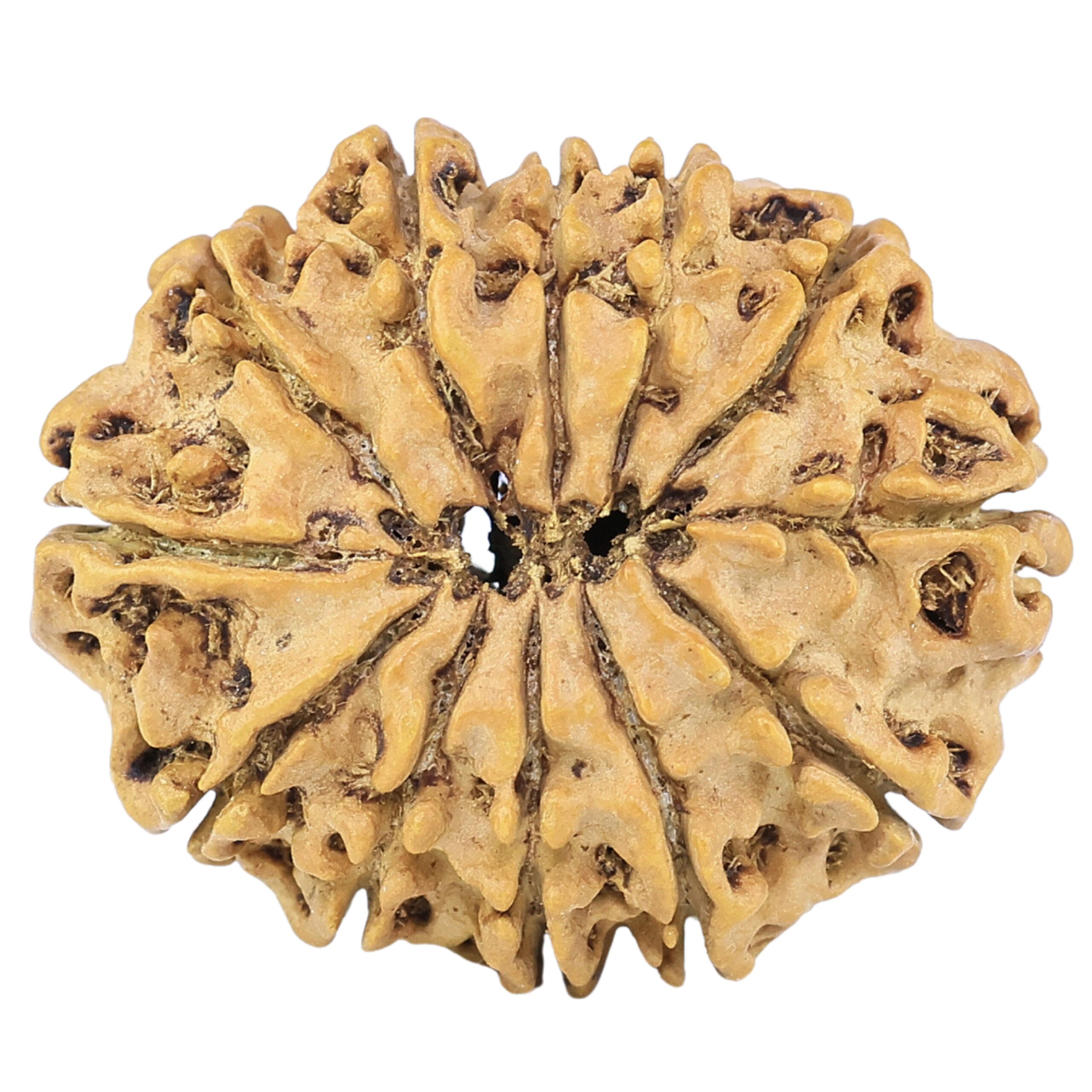 12 Mukhi Rudraksha 26.8mm 3.58gm - Rudraksha back