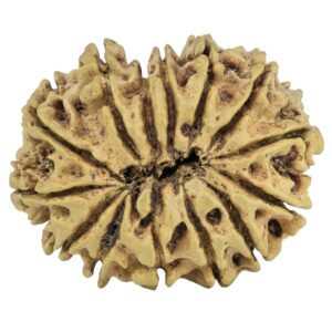 14 Mukhi Rudraksha 27mm 2.07gm - Rudraksha back