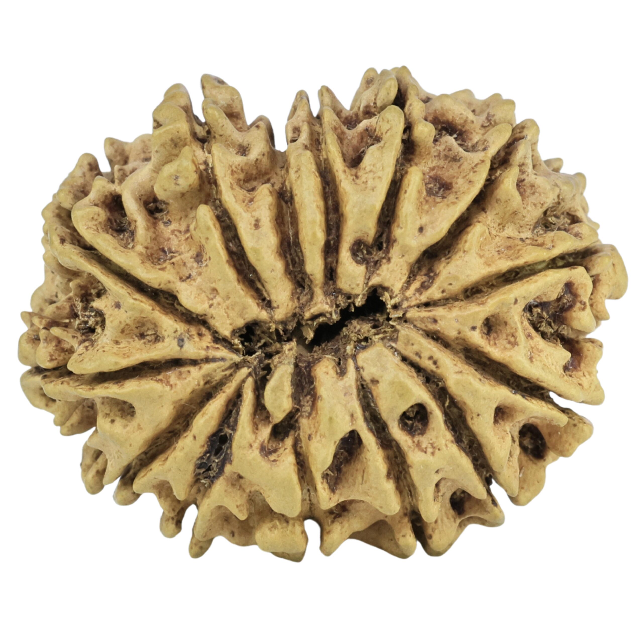 14 Mukhi Rudraksha 27mm 2.07gm - Rudraksha back