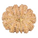 12 Mukhi Rudraksha 34.6mm 10.15gm - Rudraksha back