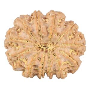 12 Mukhi Rudraksha 34.6mm 10.15gm - Rudraksha back