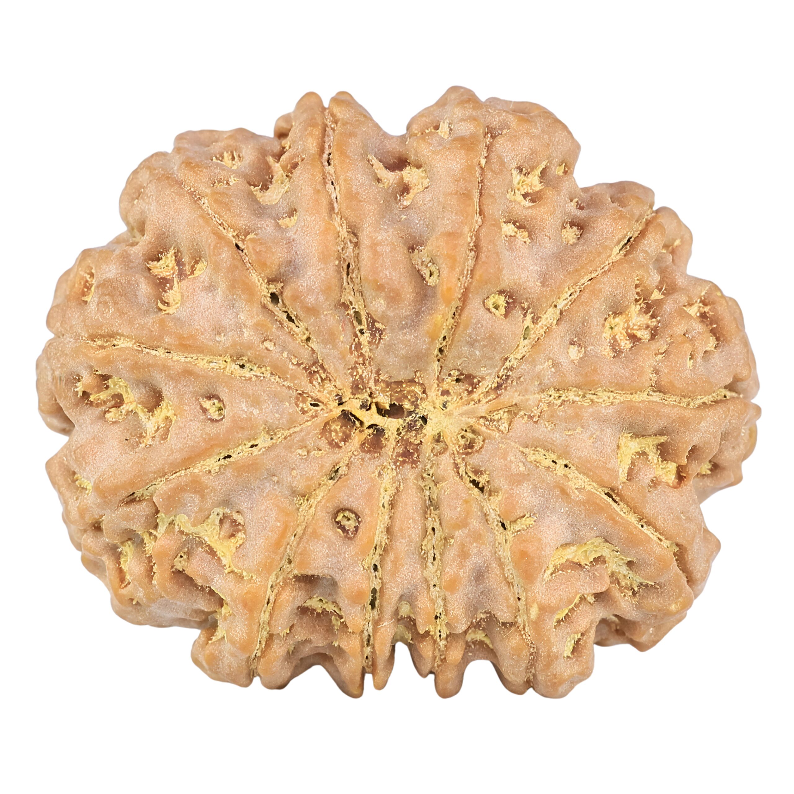 12 Mukhi Rudraksha 34.6mm 10.15gm - Rudraksha back