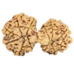 13 Mukhi Gaurishankar 30.9mm 4.2gm - Rudraksha back