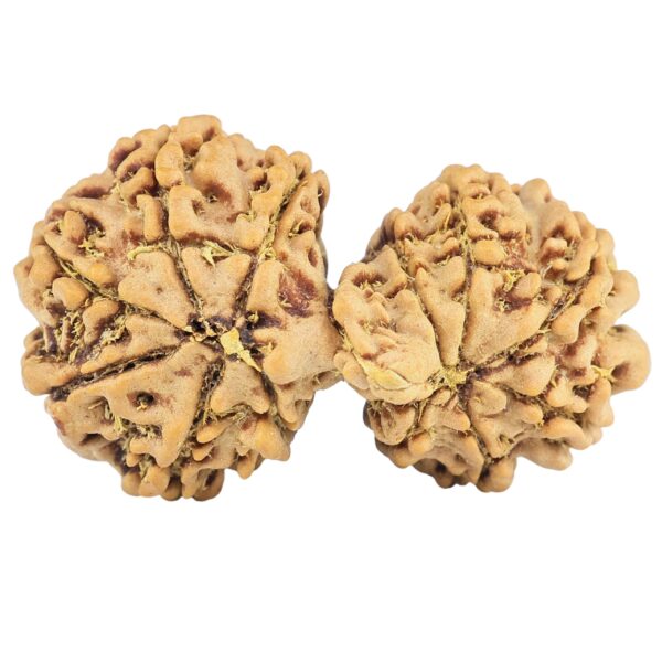 13 Mukhi Gaurishankar 30.9mm 4.2gm - Rudraksha back