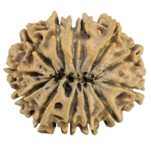 13 Mukhi Rudraksha 29.4mm 4.75gm - Rudraksha back