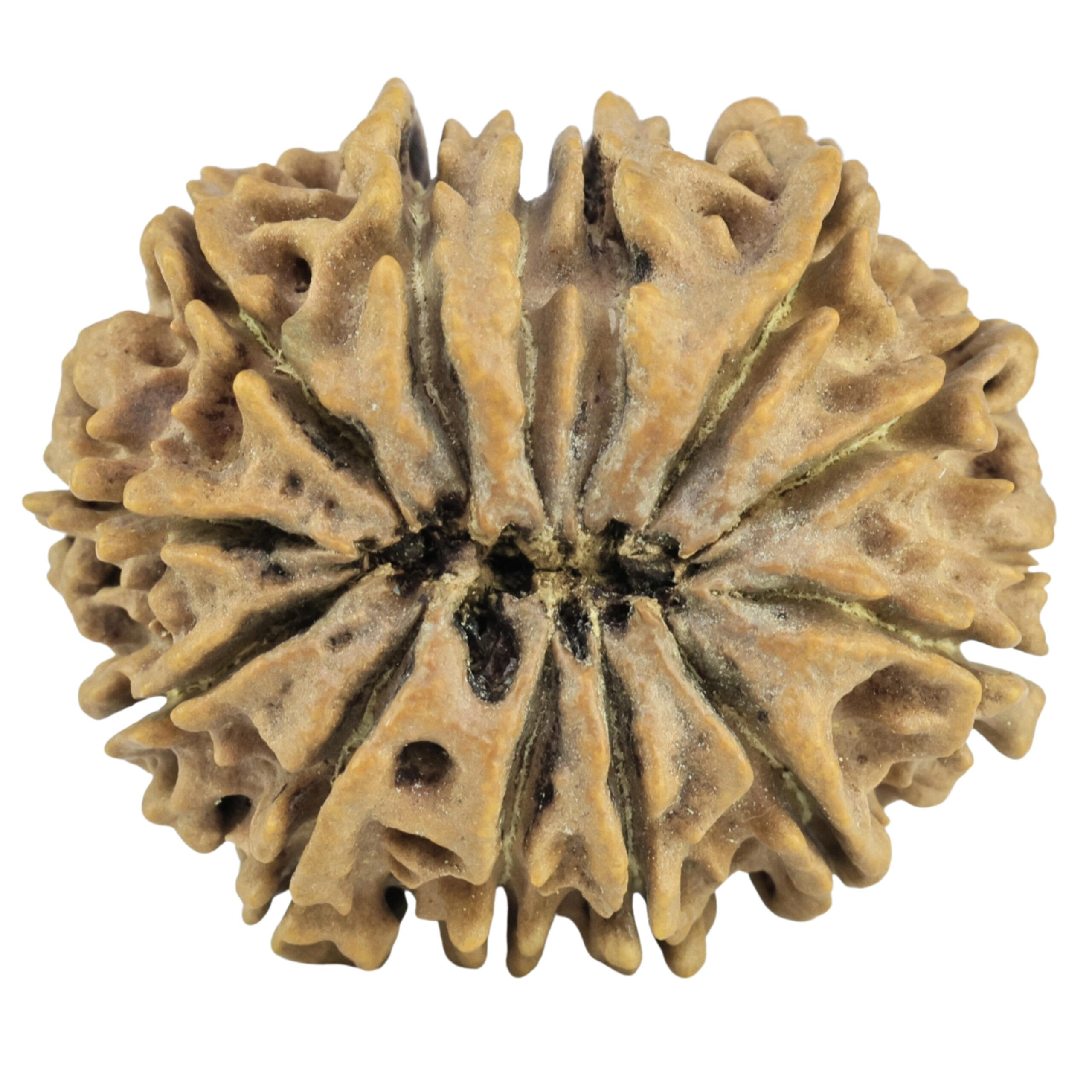 13 Mukhi Rudraksha 29.4mm 4.75gm - Rudraksha back