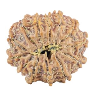 13 Mukhi Rudraksha 22.6mm 3.54gm - Rudraksha back