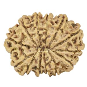 13 Mukhi Rudraksha 25.3mm 3.74gm - Rudraksha back