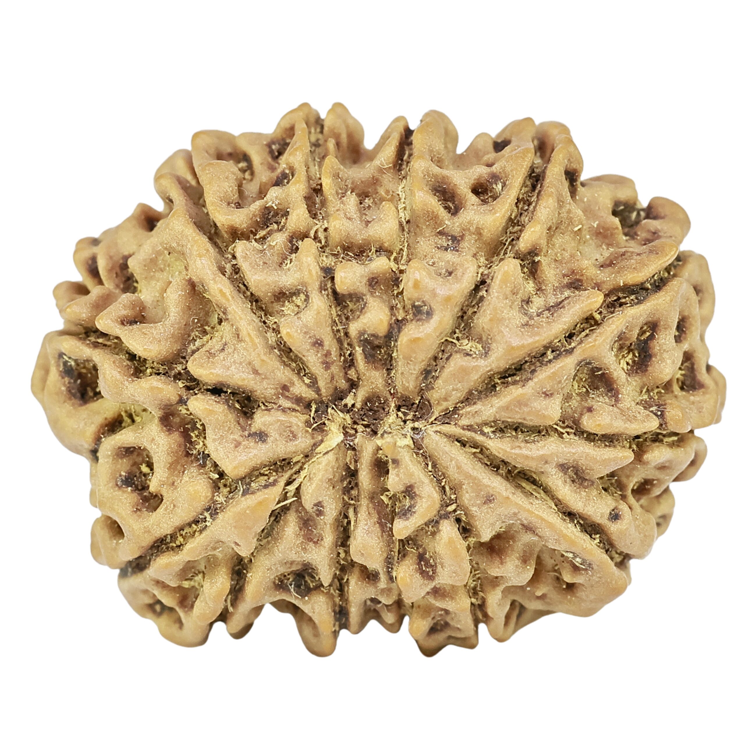 13 Mukhi Rudraksha 25.3mm 3.74gm - Rudraksha back