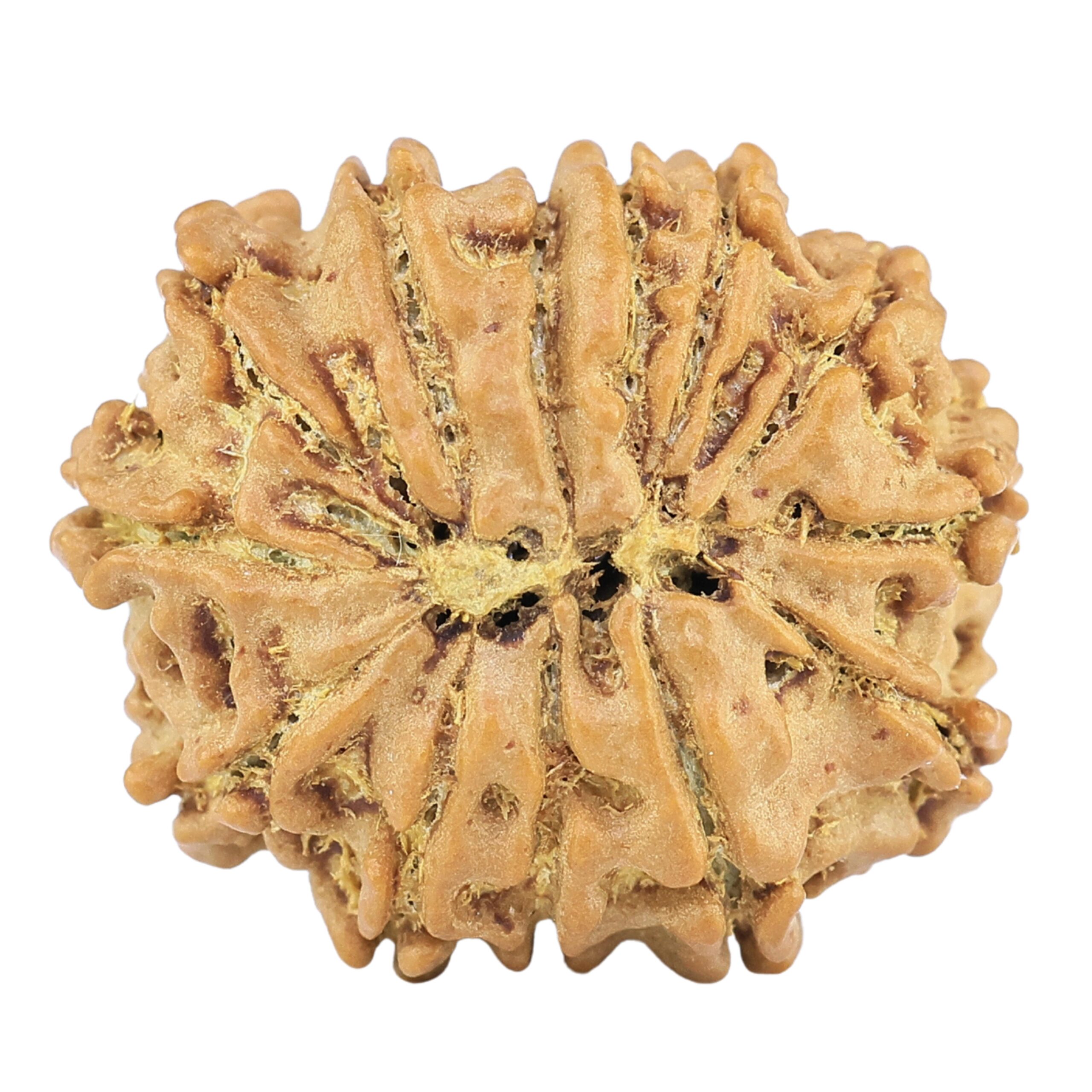 13 Mukhi Rudraksha 19.3mm 1.77gm - Rudraksha back