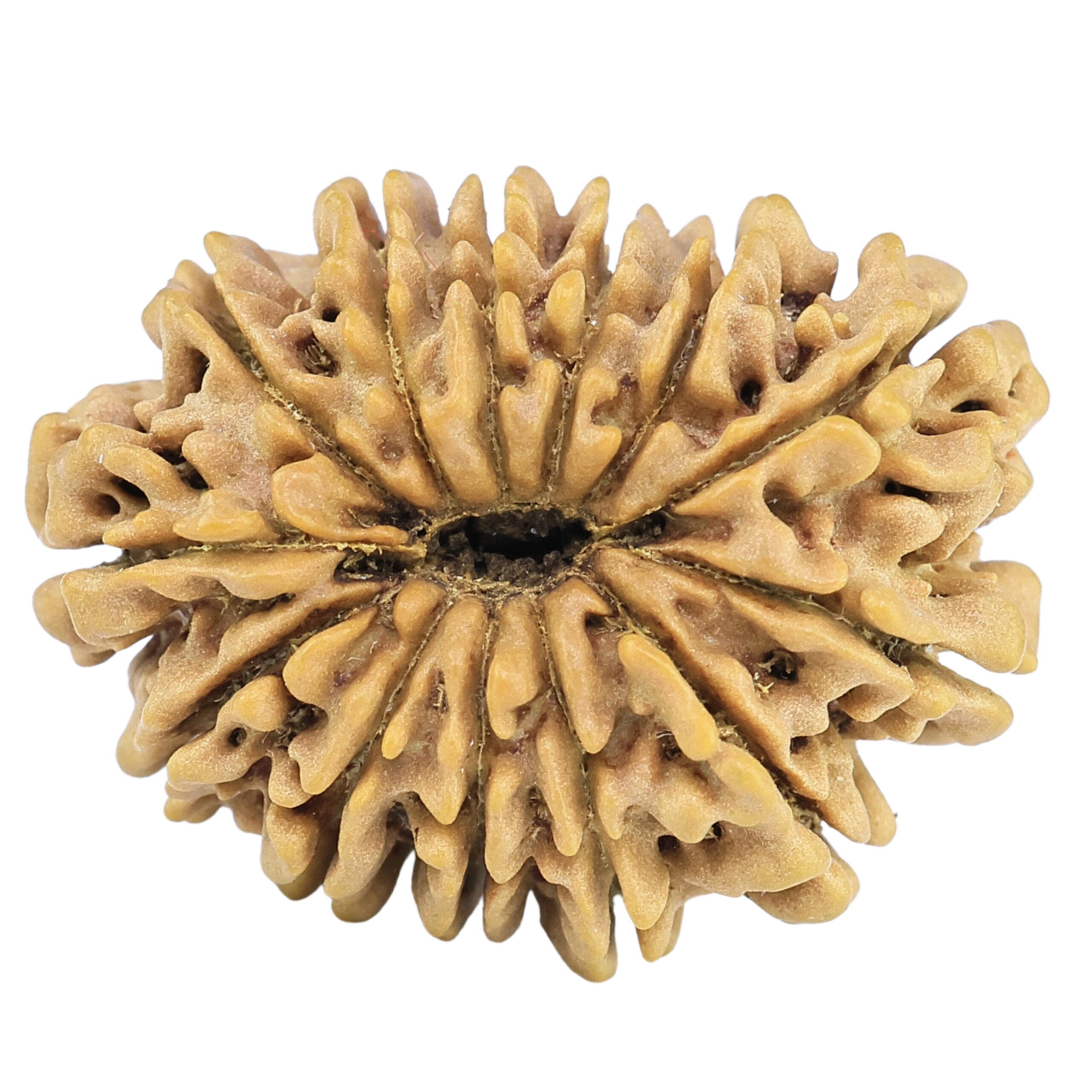 13 Mukhi Rudraksha 20.5mm 1.67gm - Rudraksha back