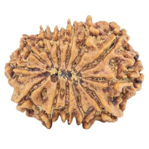 13 Mukhi Rudraksha 23.6mm 2.82gm - Rudraksha back