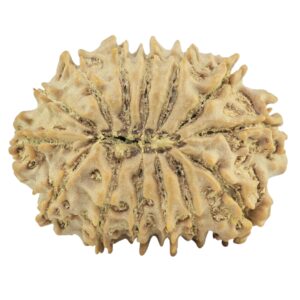 14 Mukhi Rudraksha 25.8mm 3.34gm - Rudraksha back