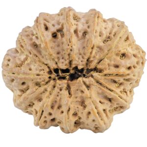 12 Mukhi Rudraksha 34.8mm 9.68gm - Rudraksha back