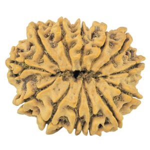 13 Mukhi Rudraksha 30.6mm 5.93gm - Rudraksha back