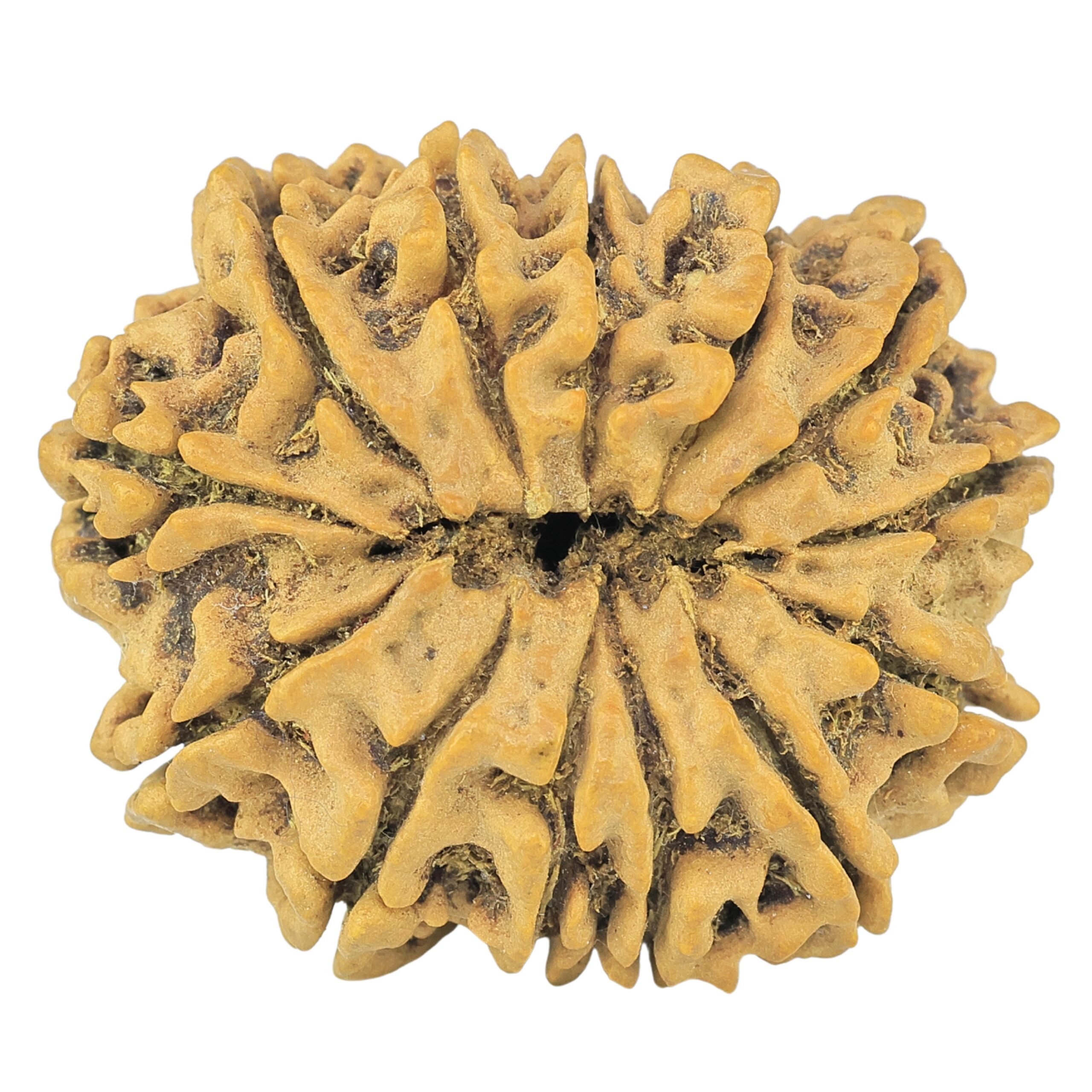 13 Mukhi Rudraksha 30.6mm 5.93gm - Rudraksha back