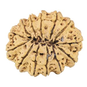 13 Mukhi Rudraksha 32.4mm 5.51gm - Rudraksha back