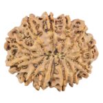 13 Mukhi Rudraksha 30.7mm 6.25gm - Rudraksha back