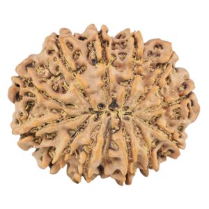 13 Mukhi Rudraksha 30.7mm 6.25gm - Rudraksha back
