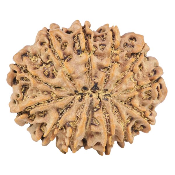 13 Mukhi Rudraksha 30.7mm 6.25gm - Rudraksha back